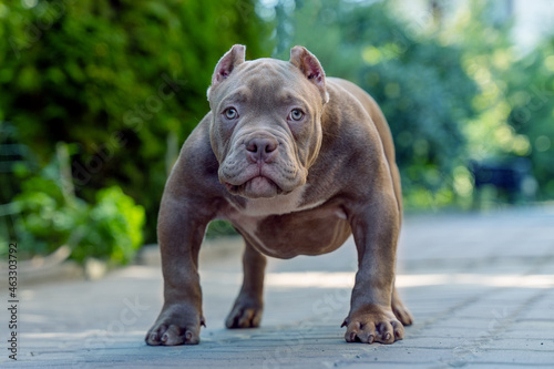 Obraz na plátne Cute little puppy of American Bully breed, with serious face expression, lilac blue color, white spot on the chest, blue eyes