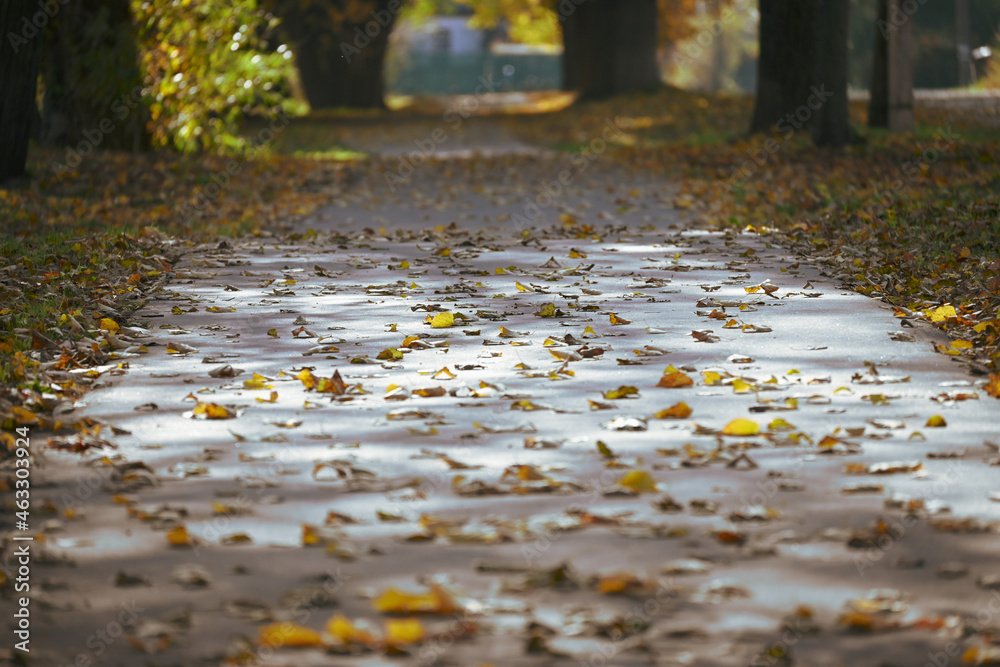 Fototapeta premium The walking alley in the park is strewn with autumn yellow leaves. Sunlight falls on the path in the autumn garden. In autumn, the trees in the park cast a shadow on the path. 