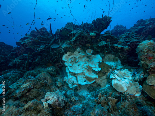 bleaching plate coral on dark reef