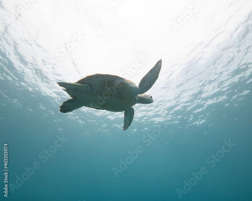 looking up at sea turtle near surface © UWimagingCW