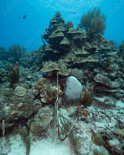 anchor in front of mountain of coral