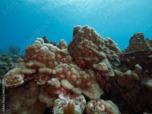 fuzzy coral on healthy tropical reef
