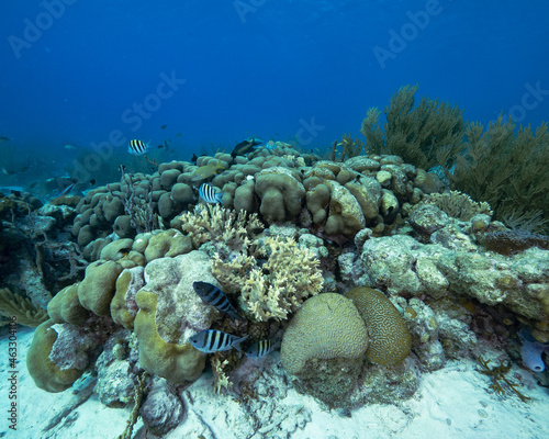 boulder coral reef with sargeant major fish photo