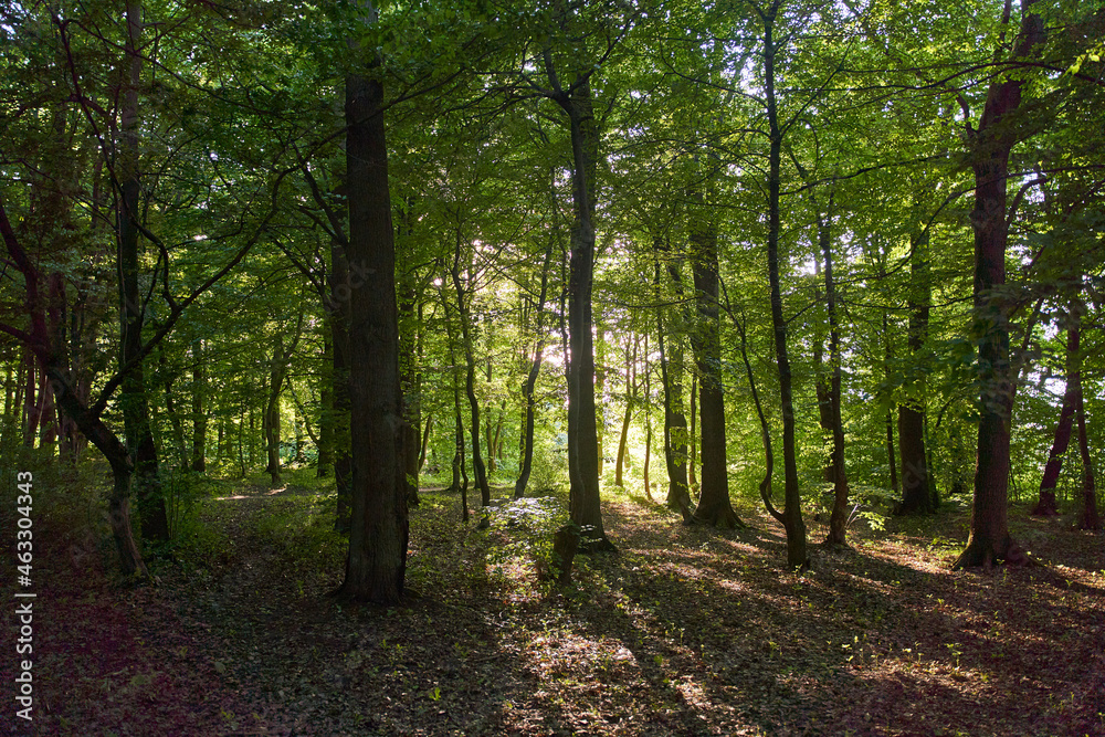 Sunset in a fairy forest. Sunset sun rays break through the leaves of trees. Park with trees and green foliage