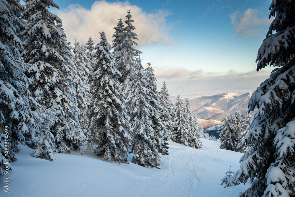 Fototapeta premium amazing winter landscape with snowy fir trees