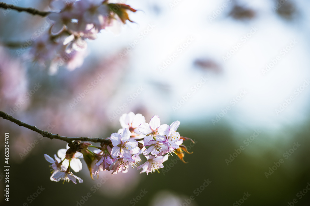 Cherry Blossom with Soft focus, Sakura season in Moscow, Background