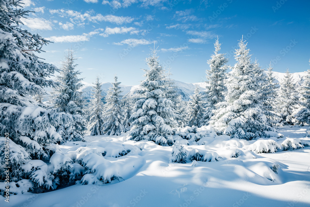 Fototapeta premium Majestic white spruces glowing by sunlight.