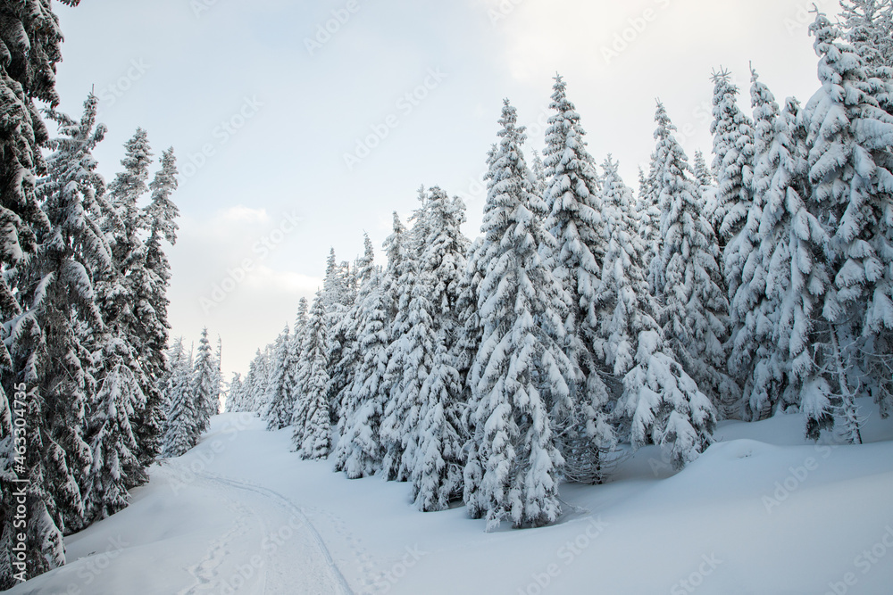 amazing winter landscape with snowy fir trees