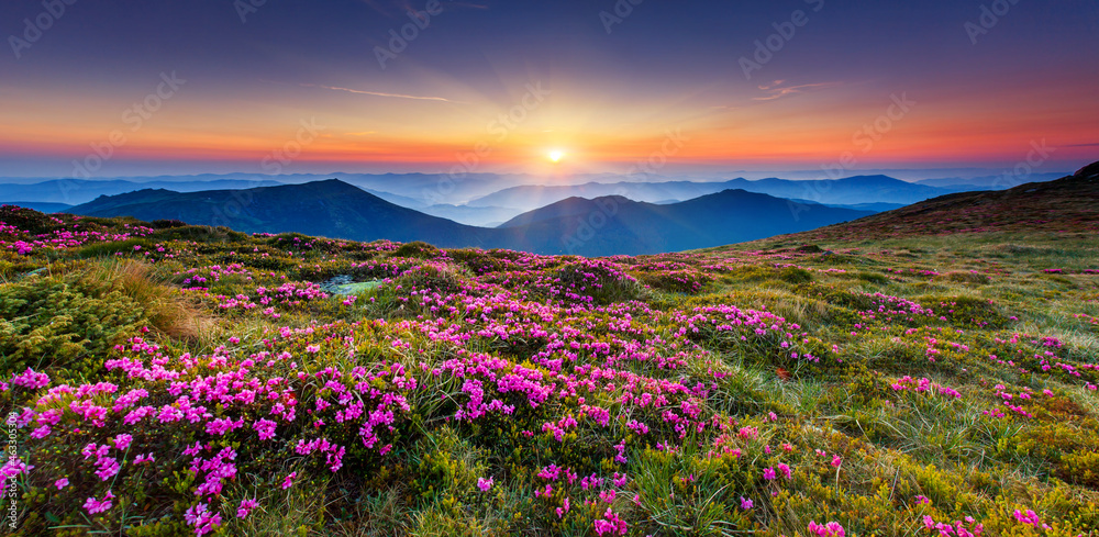 flower flower
