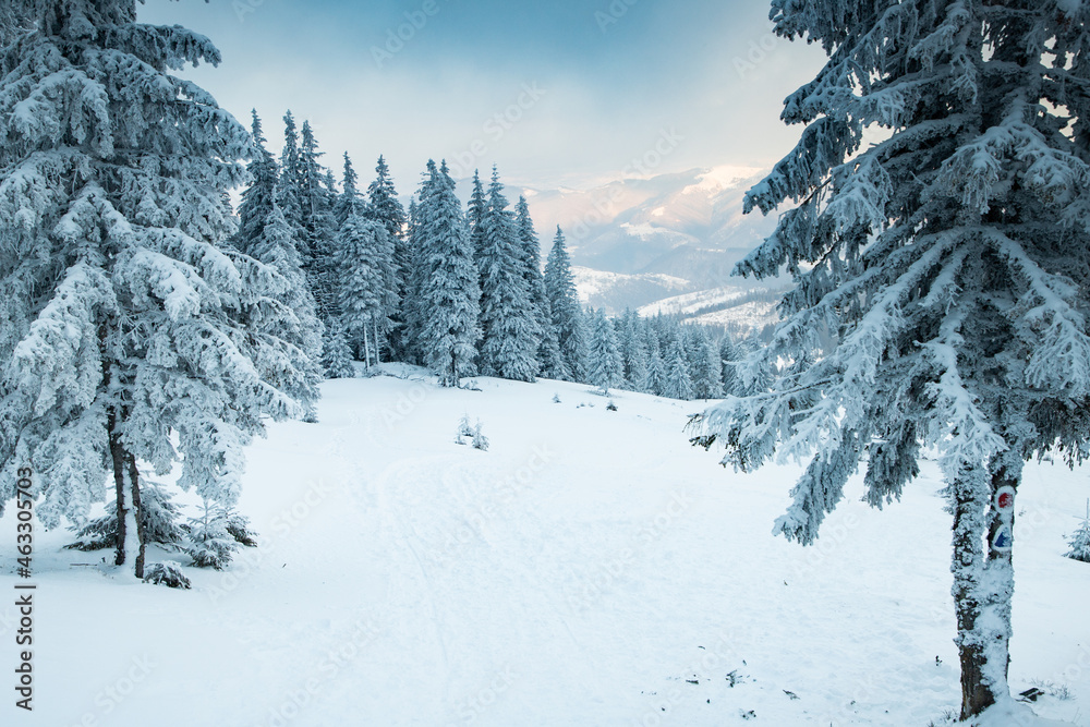 Obraz premium amazing winter landscape with snowy fir trees