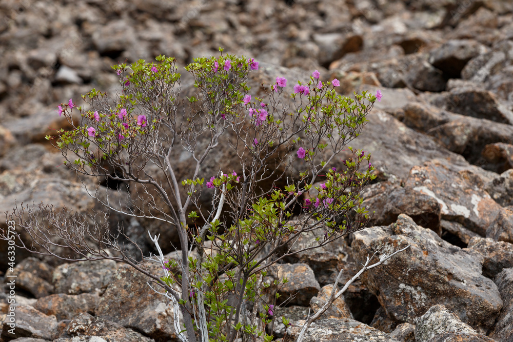 The nature of the Far East. A steep rocky ascent to Mount Lysaya in the Primorsky region. The shrub grows on the rocky slope of a high mountain. The nature of the Far East. A steep rocky ascent to Mount Lysaya in the Primorsky region. The shrub grows on the rocky slope of a high mountain.