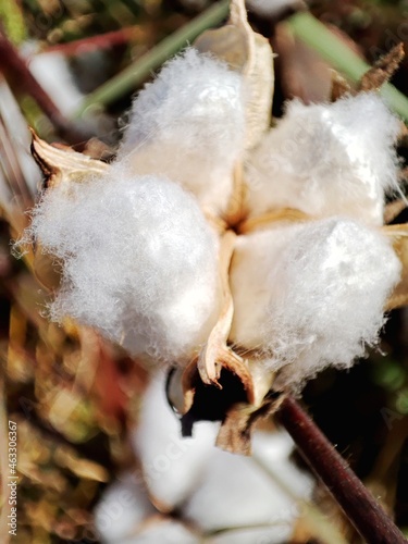 Cotton. Cotton field. Fibers covering cotton seeds. Gossypium herbaceum