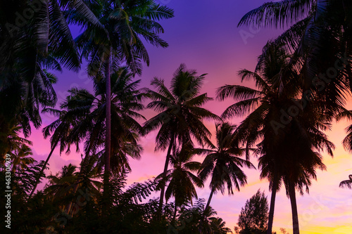 Silhouette coconut palm trees on beach at sunset. La Digue Island, Seychelles © Aleh Varanishcha