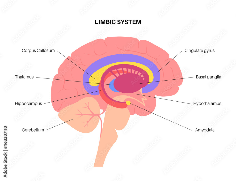 Obraz premium Brain limbic system
