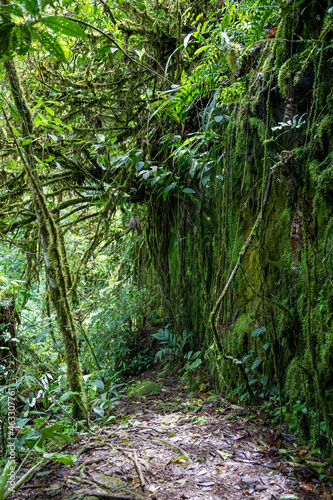 Trail Hiking Trail in the Jungle of Costa Rica