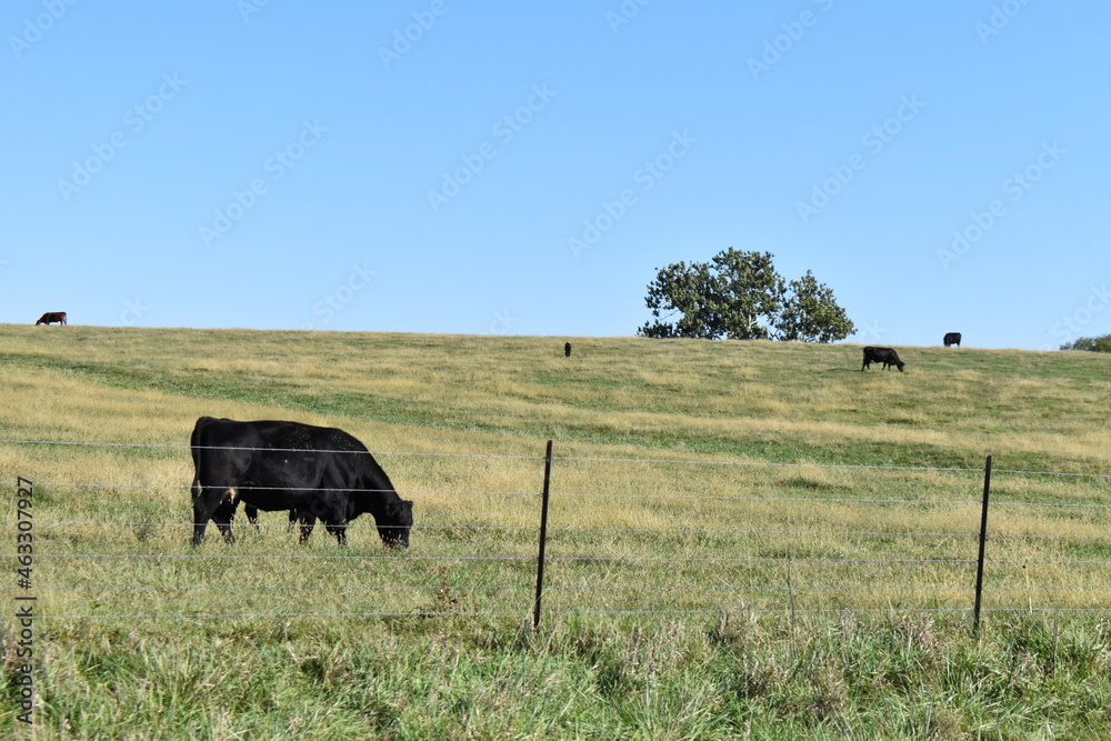 Black Cow in a Farm Field Black Cow in a Farm Field