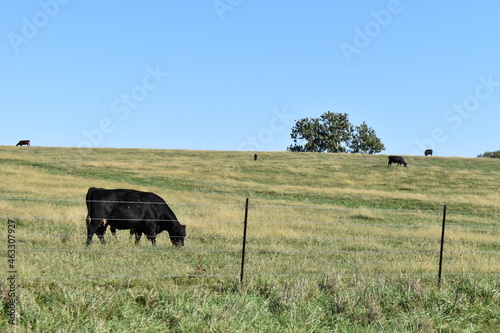 Black Cow in a Farm Field © Steve