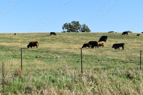 Herd of Cows in a Farm Field
