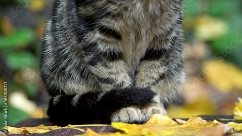 close-up view of a beautiful cat against a green background