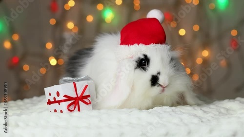 A small black and white rabbit in a New Year's cap is moving a gift. New Year's decorations.