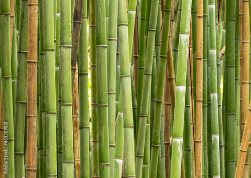 Bambus. Hintergrundbild