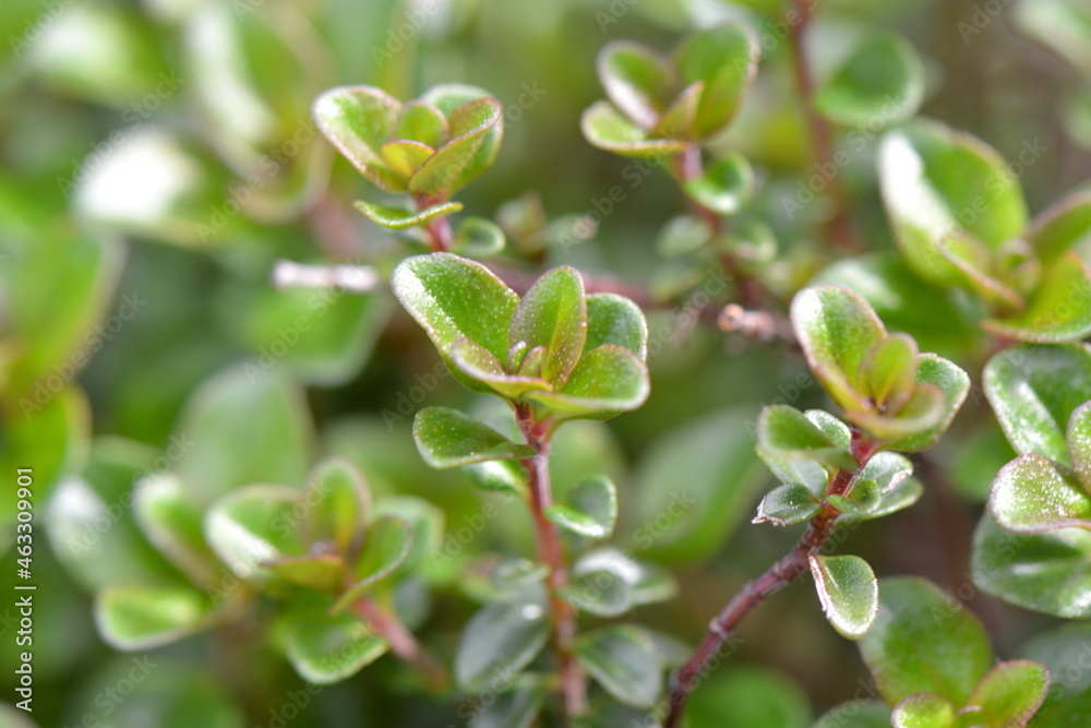 Thyme is on our side. Macro photo of the herb. Thyme is on our side. Macro photo of the herb.