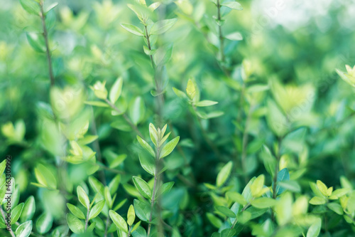 Beautiful green shrub in the morning light. Natural background. Soft focus. Shallow depth of field.