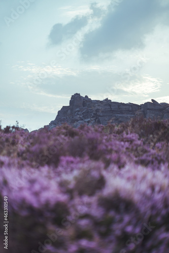 Heather on the Hills