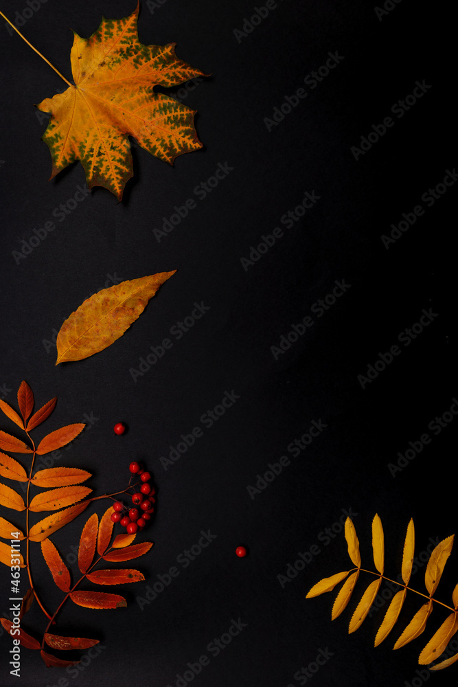 Pattern of autumn leaves, yellow maple and rowan leaves, layout on a black background, top view. Pattern of autumn leaves, yellow maple and rowan leaves, layout on a black background, top view.