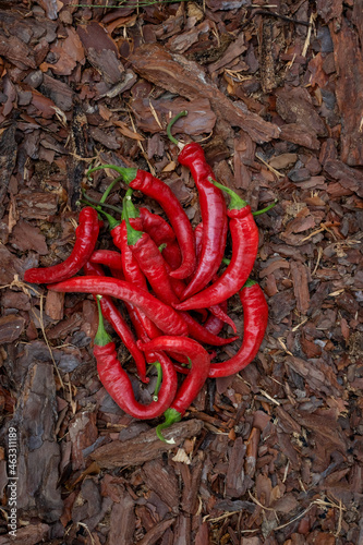 Red chili peppers. Spicy food. Red vegetables on mulch top view. Healthy food for fitness.