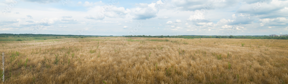 Panoramic photo of a summer meadow.