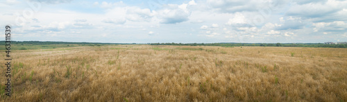 Panoramic photo of a summer meadow.