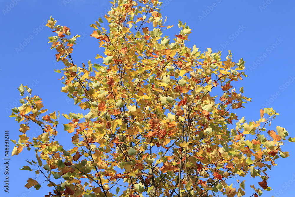 Glorious Fall Foliage Against a Bright Blue Sky