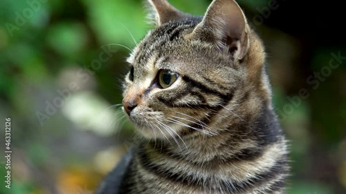 close-up view of a beautiful cat against a green background