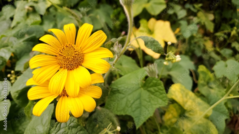 Obraz premium Yellow flower surrounded by green plants 