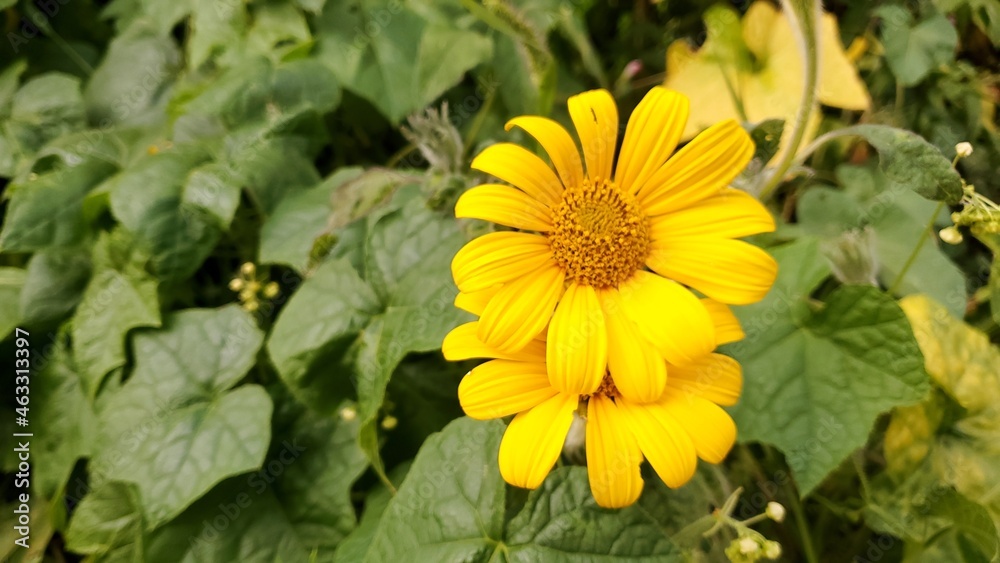 yellow flower in the middle of bushes yellow flower in the middle of bushes
