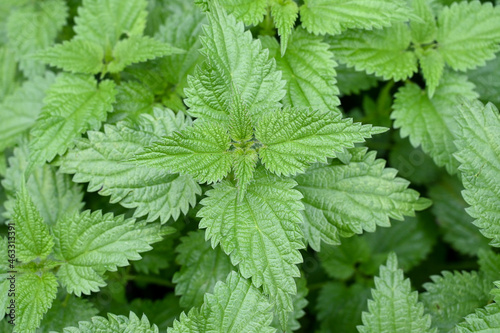 A stinging nettle growing in a forest. Green Common nettle in a field during spring. Urtica dioica, close up.	