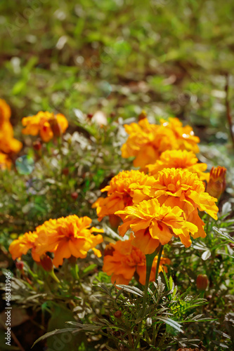 Tagetes orange flowers bloom. Floral background.