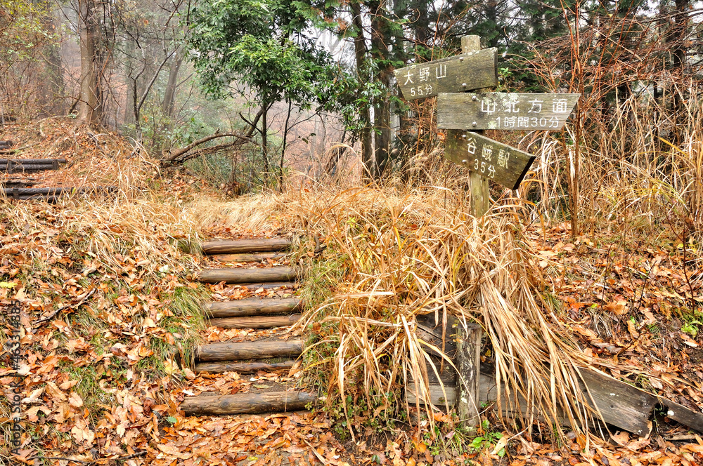 丹沢の大野山 大野山ハイキングコース 丹沢の大野山 大野山ハイキングコース
