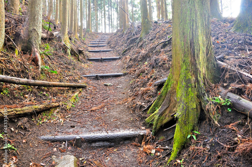 Fototapeta premium 丹沢の大野山 大野山ハイキングコース