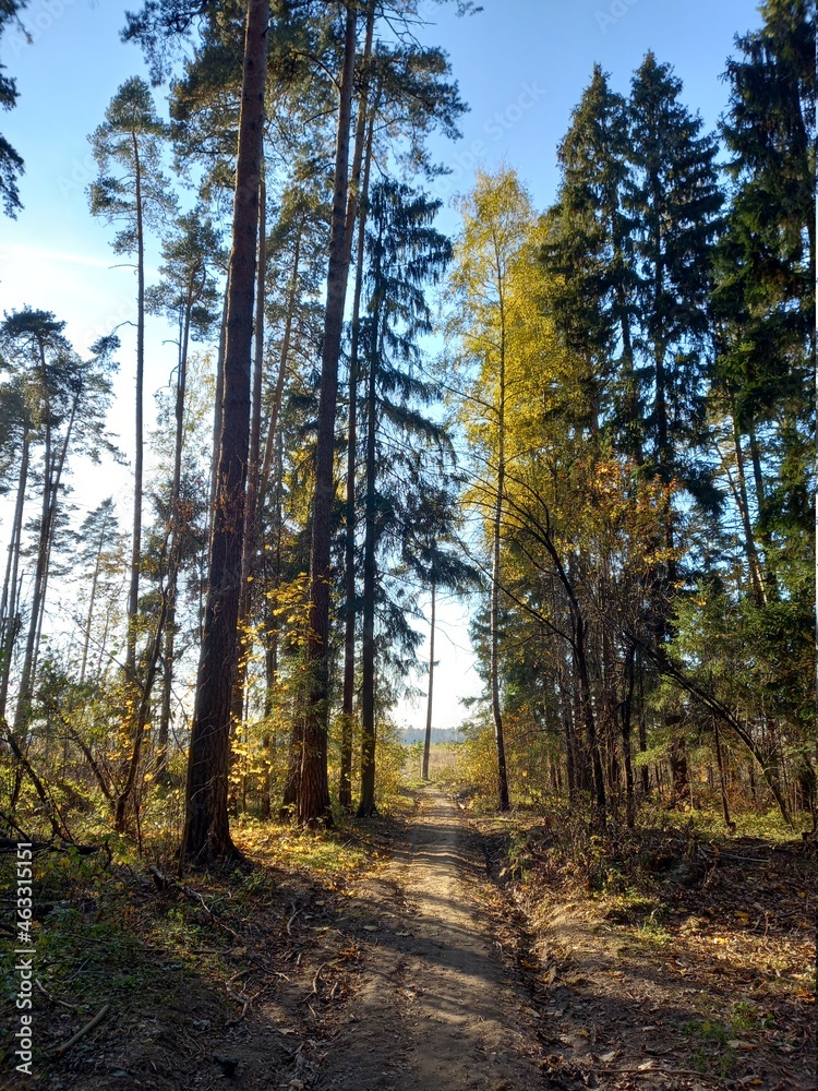 forest, tree, nature, sky, trees, pine, landscape, grass, autumn, wood, summer, park, plant, spring forest, tree, nature, sky, trees, pine, landscape, grass, autumn, wood, summer, park, plant, spring