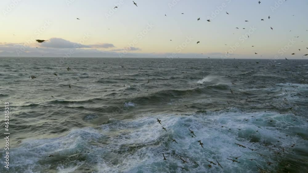 The excitement of the north sea. Seagulls fly over strong waves during a storm. Sea gulls fly behind a fishing vessel. The excitement of the north sea. Seagulls fly over strong waves during a storm. Sea gulls fly behind a fishing vessel.