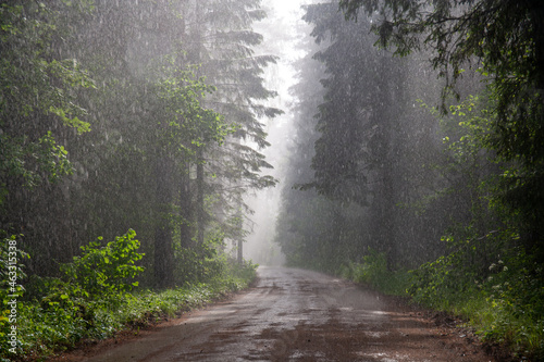Obraz na płótnie rainstorm in the forest
