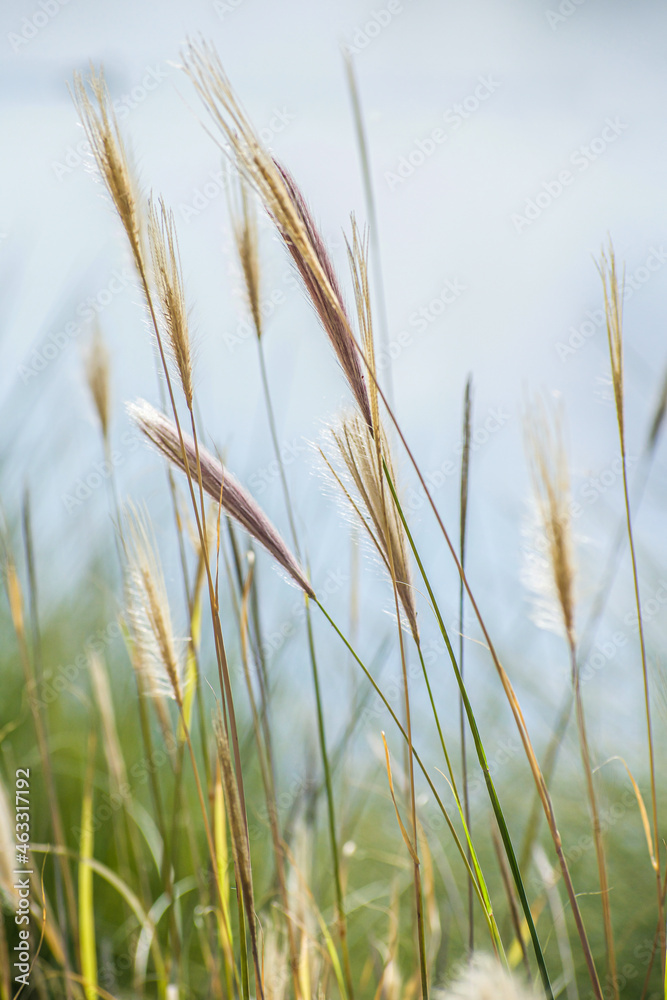 Sunlit dried grasses in field against background of pale blue sky, in vertical format.
