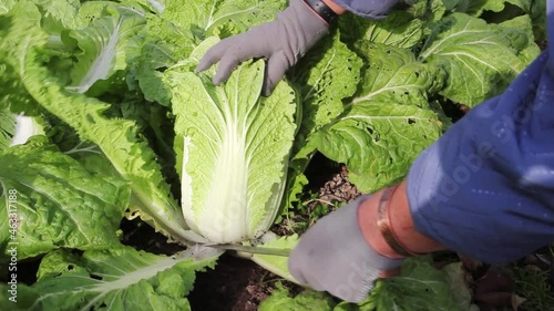 Peking cabbage harvesting.  It is also chine cabbage This vegetable is quite ripe in October