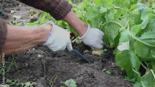 Turnip harvesting harvesting. Gardener digs out  in autumn this useful root fruit