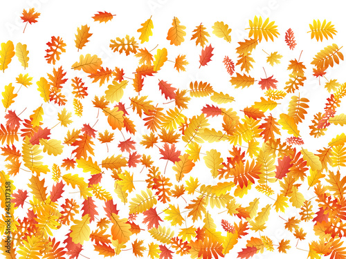 Oak, maple, wild ash rowan leaves vector, autumn foliage on white background.