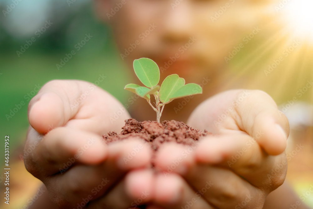 hand holding small tree for planting and sunlight. plant growing on soil. concept green world hand holding small tree for planting and sunlight. plant growing on soil. concept green world