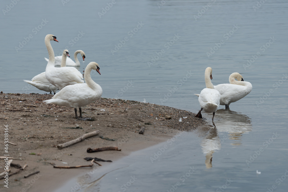 swans on the beach swans on the beach