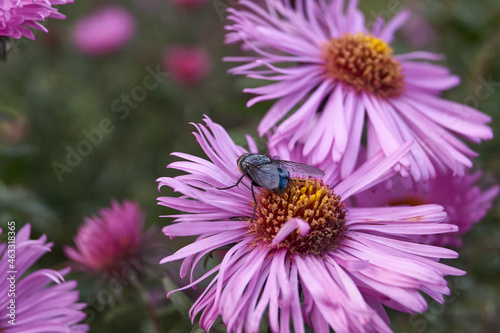 Blue meat flies (lat. Calliphora uralensis) collects nectar from flowers. Blue meat fly - Two-wing insect of the family blue or green meat flies (Calliphoridae family).
